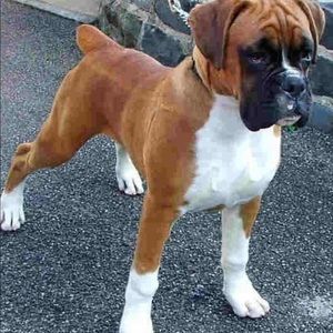 Meet your Posher, Diana